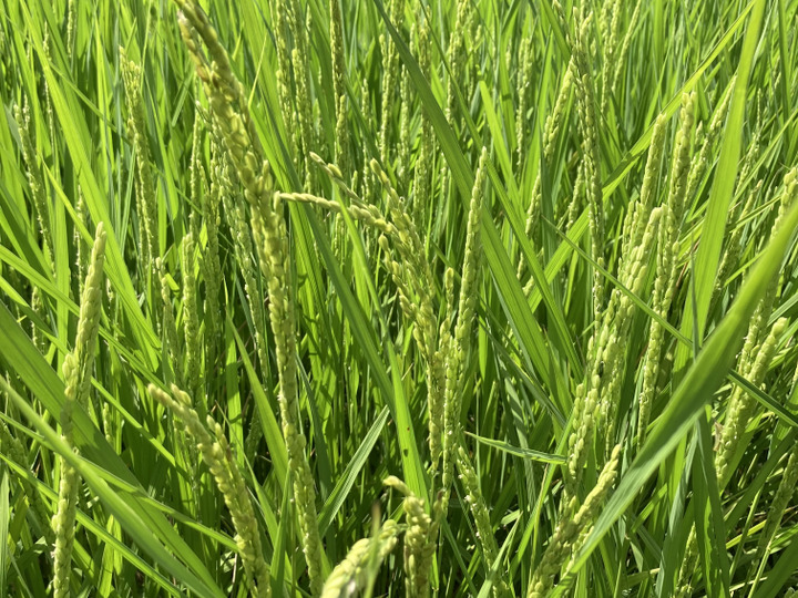 上品な甘み！】令和7年 新米 ゆめひたち 茨城県常陸産 10kg白米 【精米 