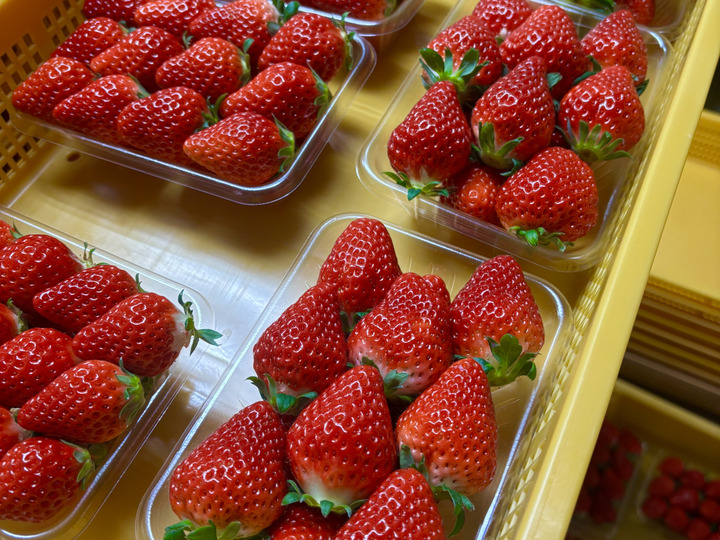 新品入荷 幻の高級いちご アマテラス 2Lサイズ 1箱：長崎県産の果物｜食べ 果物