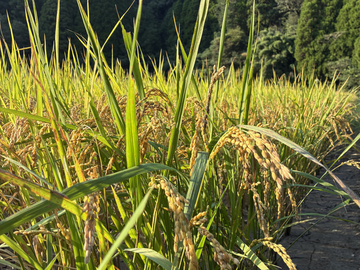 自然豊かな鹿児島で育ったお米20kg(五分付き米) 令和5年産BG無洗米鹿児島県ヒノヒカリ 5kg K226-004_03 | 鹿児島県