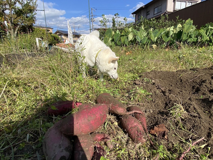 ほく農園へのレビュー・商品：広島県｜食べチョク｜産地直送(産直)お