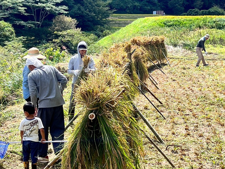 令和7年産 ひとめぼれ 7分米 5㎏ 掛け干し（天日干し）：大分県産の
