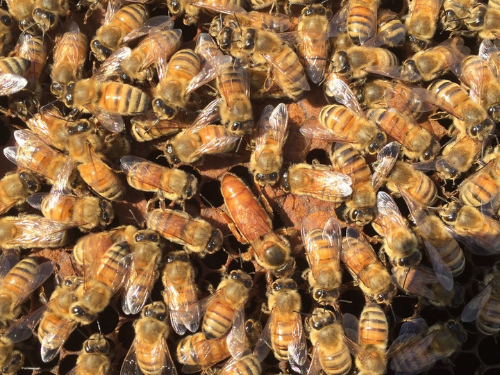 自分自身で納得した、天然国産蜂蜜