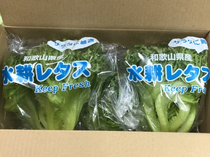 新鮮なレタスをお届けします!