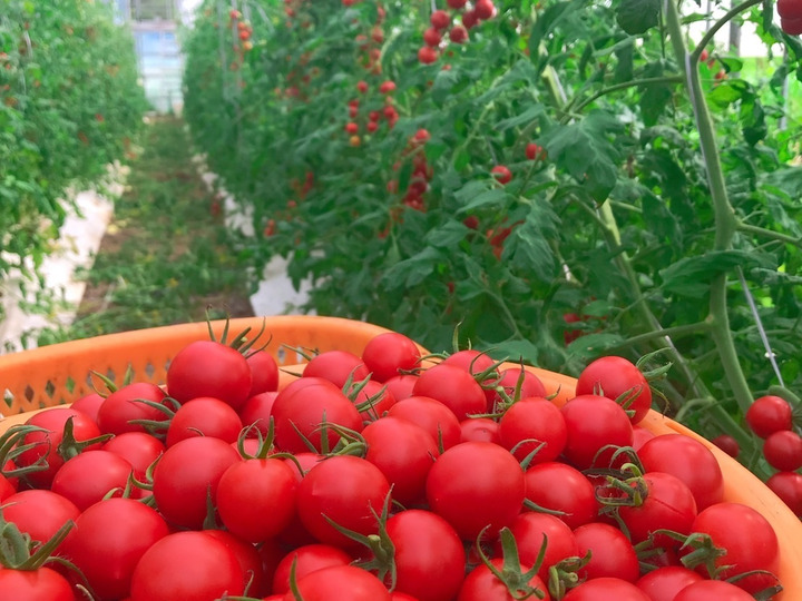 Vege Life へのレビュー・商品：滋賀県｜食べチョク｜産地直送(産直)お