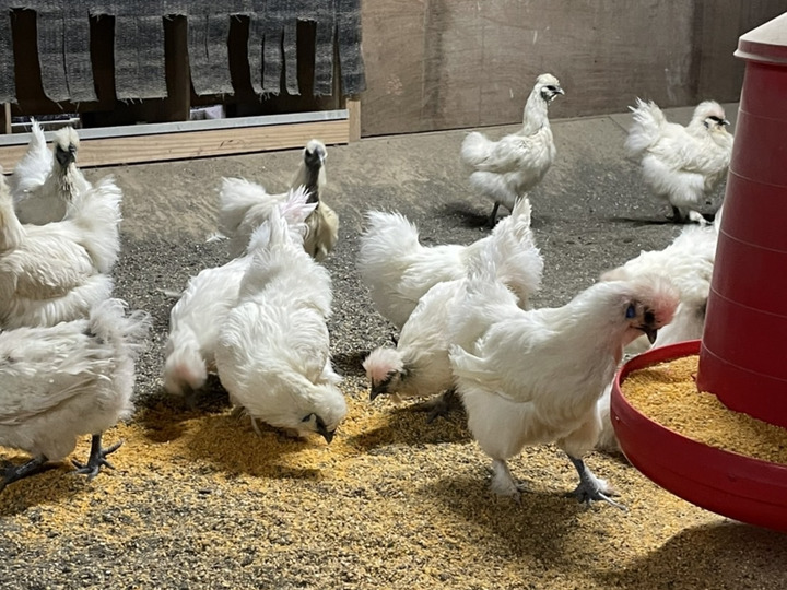 こだわりの飼料