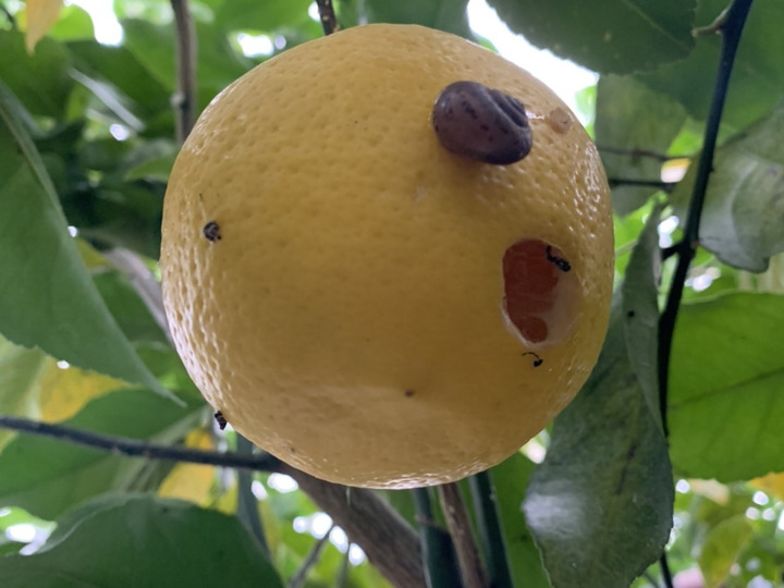 安心安全を目指して有機JAS認証を取得❗️