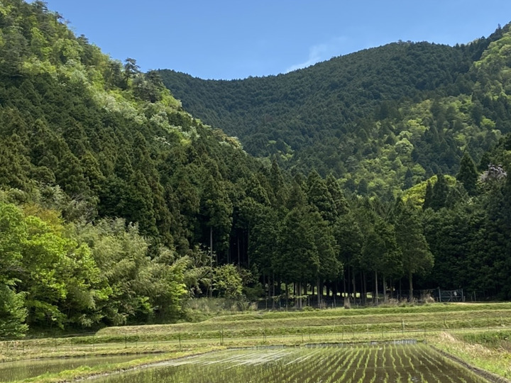 新しい 6年度産‼️白米5キロ！丹波産コシヒカリ：兵庫県産のお米｜食べ 米・雑穀・粉類