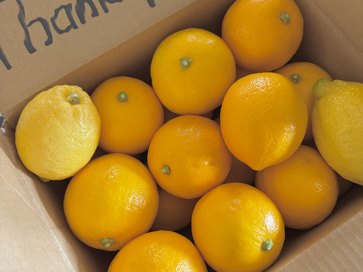 🍊【訳あり】【家庭用】せとか🍊（小玉・2キロ箱込み）：兵庫県産の