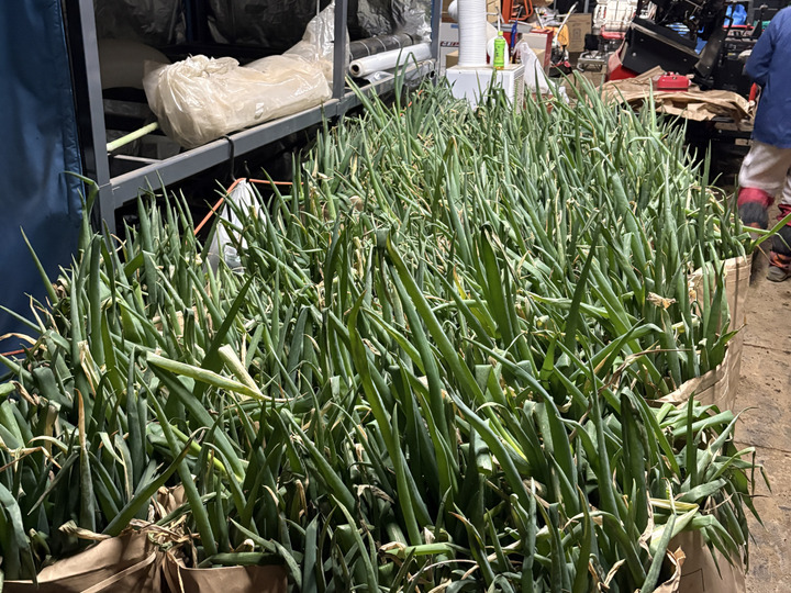 消費者応援!】泥付き白ネギ 約5.5kg 千葉県東金市産 長ねぎ 葱：千葉県