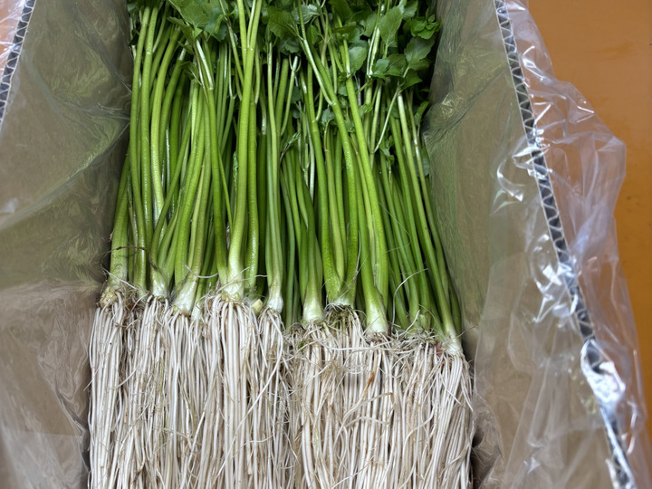 レビューで100g増量】根っこが主役！湯沢市産『三関せり』500g