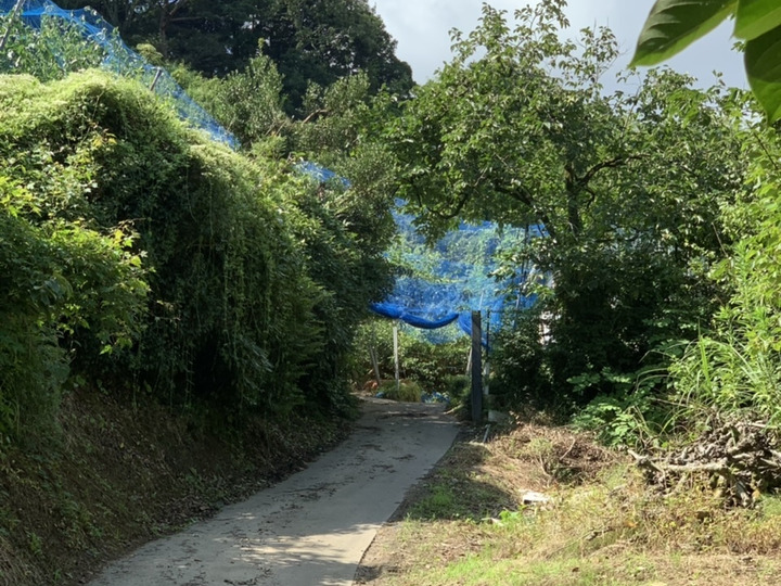梨:70年以上の土壌管理