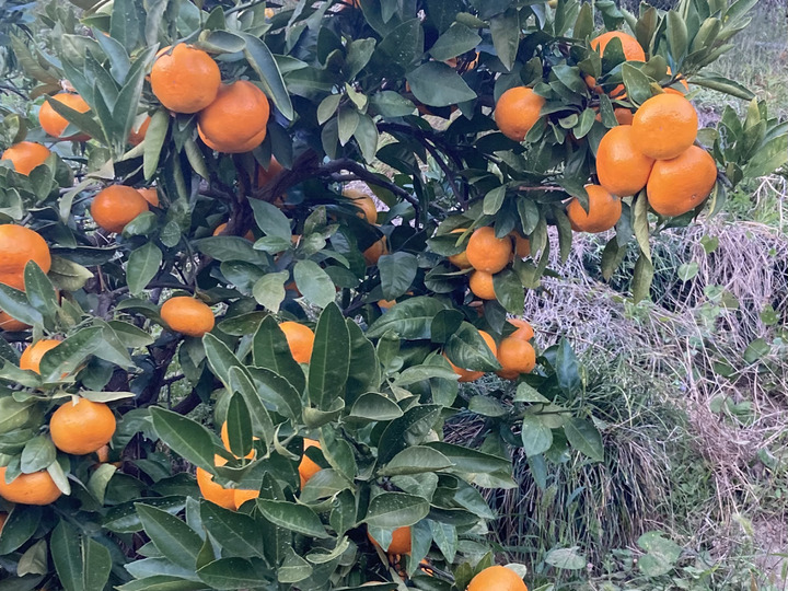 完熟での収穫