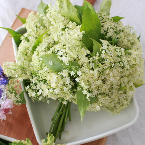 オーガニック エルダーフラワー ハーブmix Organic Elder Flower Herbs Mix 東京都のレビュー一覧 食べチョク 産地直送 産直 お取り寄せ通販 農家 漁師から旬の食材を直送