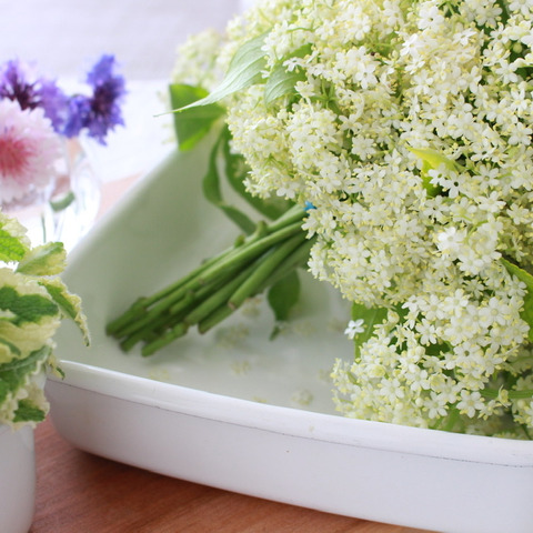 オーガニック エルダーフラワー ハーブmix Organic Elder Flower Herbs Mix 東京都のレビュー一覧 食べチョク 産地直送 産直 お取り寄せ通販 農家 漁師から旬の食材を直送