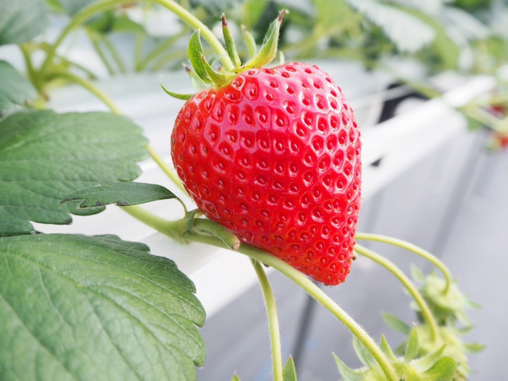 2024年全国いちご選手権入賞いちご！希少品種 四つ星級【よつぼし