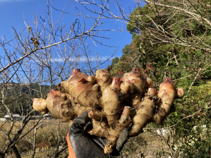 高知土佐四万十赤生姜 1.5kg 【栽培時農薬不使用・化学肥料不