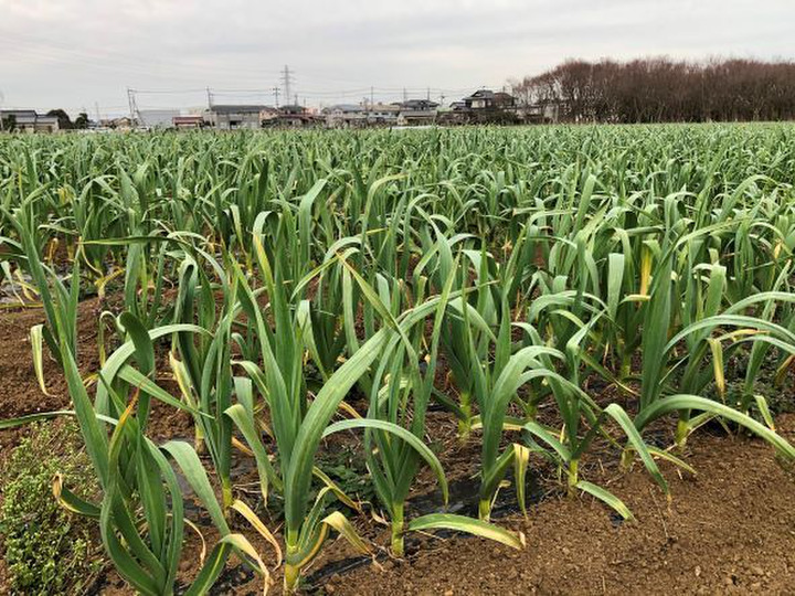 生産者のこだわり