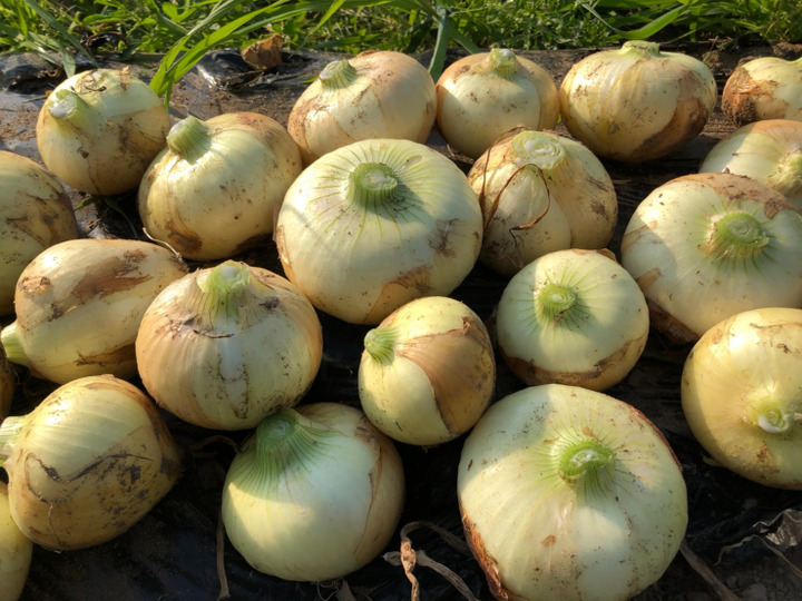安心安全な季節の旬野菜を