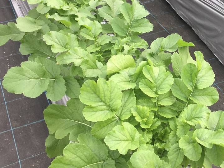 1株1株管理をして育てた健康野菜です。ジャンボでも甘くてやわらかいです。