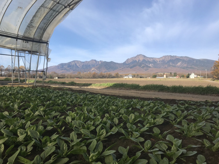 高原ならではの澄んだ空気と寒暖差がほうれん草を育みます。