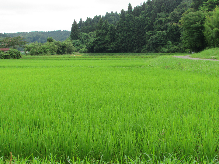 澄んだ空気と清らかな水で育ったお米です