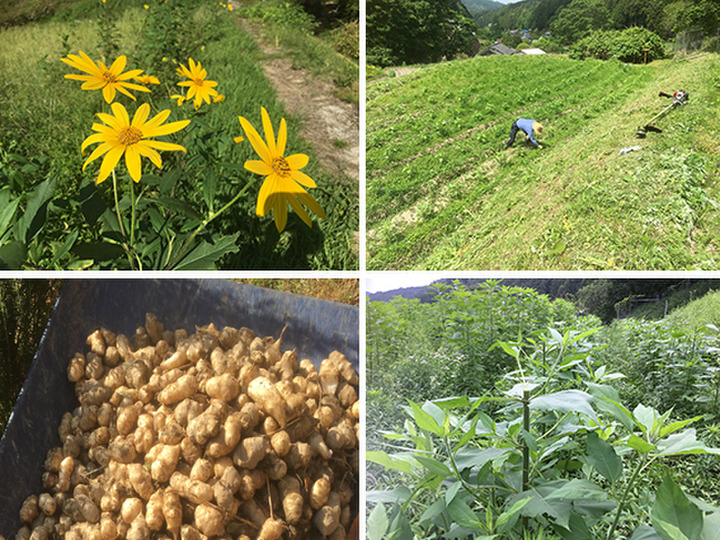 いわっし村では無農薬、無肥料で菊芋を栽培しています。