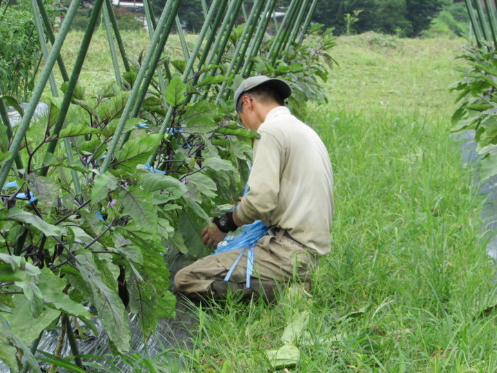 おいしく安心なお野菜を食べていただきたい