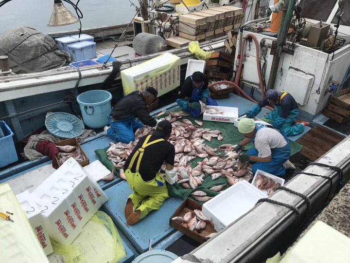 玄界灘の荒波に耐えた「糸島真鯛」