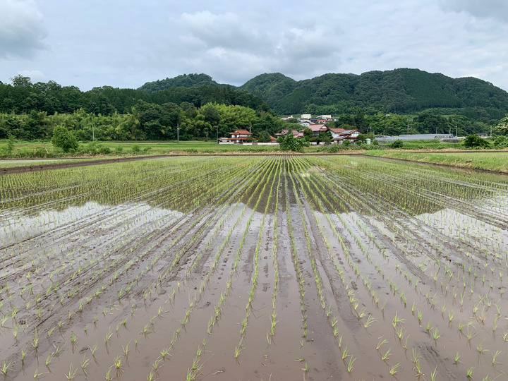 米作りに適した土地と気候条件
