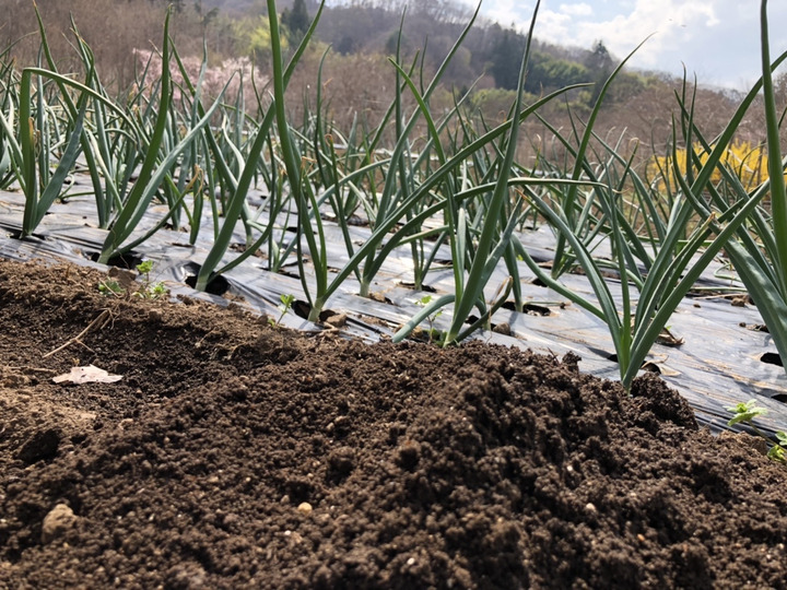 美味しい野菜は、土づくりから
