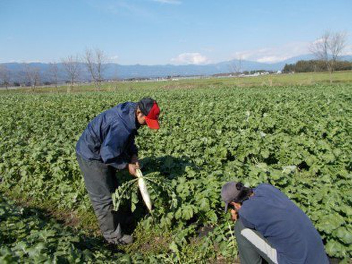 人に優しいオーガニック野菜を生産しています