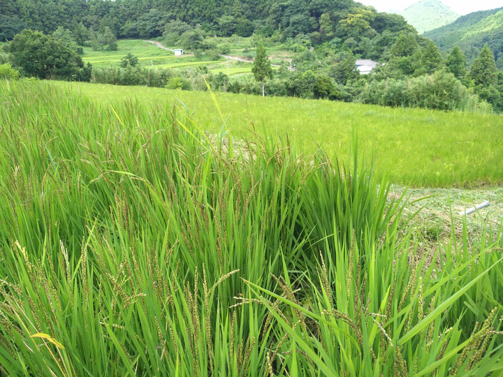 体に良い食べ物を継続して食べるためにはおいしさが必要