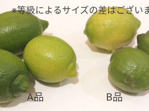 【B級品・2kg】瀬戸田産グリーンレモン　【イエロー・グリーングラデーション】