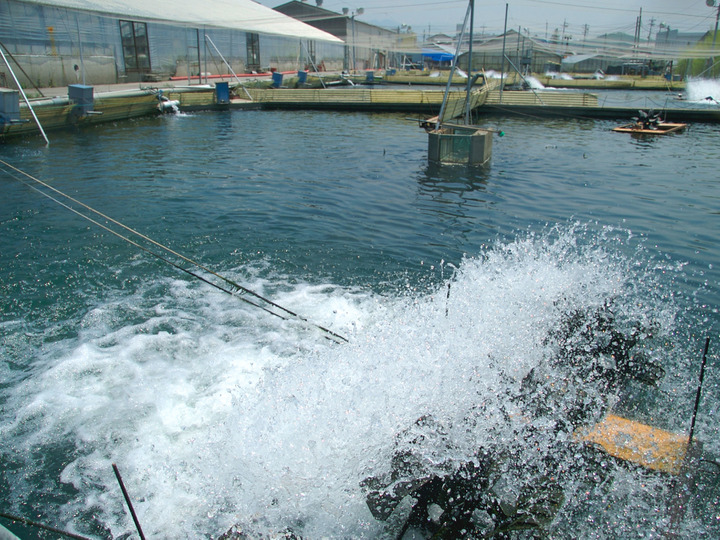 養殖池と独自の飼料
