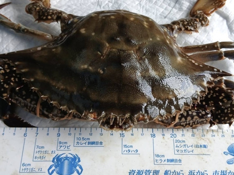 大きめワタリガニ　約3kg（5～6匹）