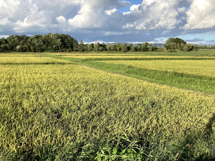 2022年産 新米 ゆめぴりか 10キロ：北海道産の米・穀類｜食べチョク｜産地直送(産直)お取り寄せ通販 - 農家・漁師から旬の食材を直送