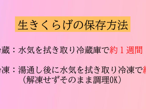最高品質！生きくらげ「明星きくらげ」100g