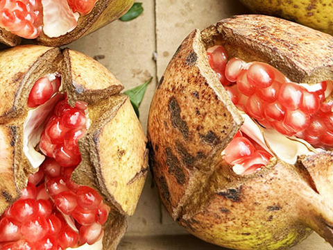 【数量限定】美容と健康にっ！超希少な国産ザクロ（約250g、1~2個）農薬・化学肥料不使用