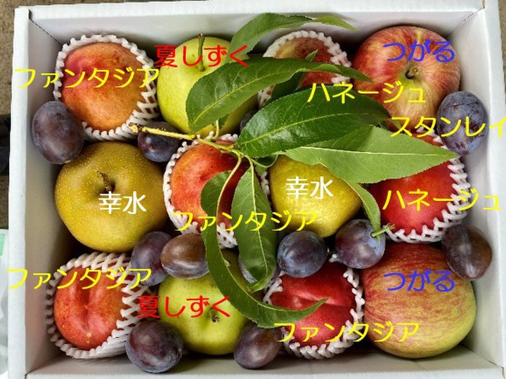 あんず、生でかぶりつき！ 信州サワー、おひさまコット