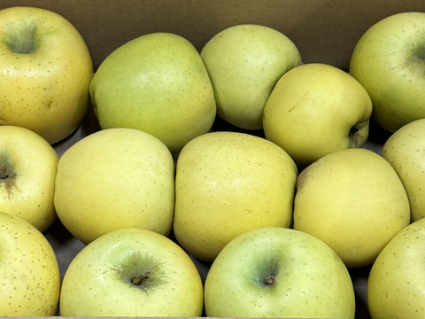 【訳あり・バラ詰め 大小込み】シナノゴールド💛約2.7Kg🍏青森県産　数量限定