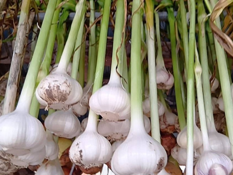 【今しか味わえない】生にんにく1kg(栽培期間中:農薬・化学肥料不使用)