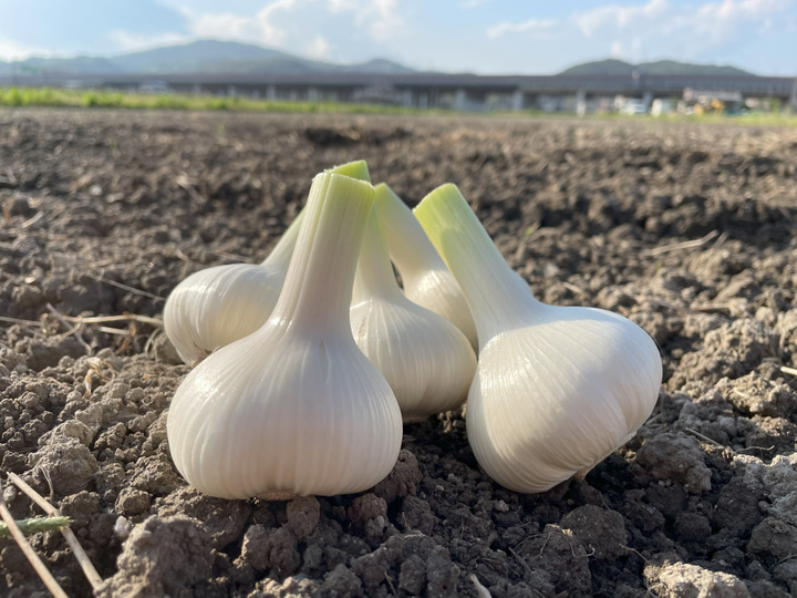 生産者のこだわり