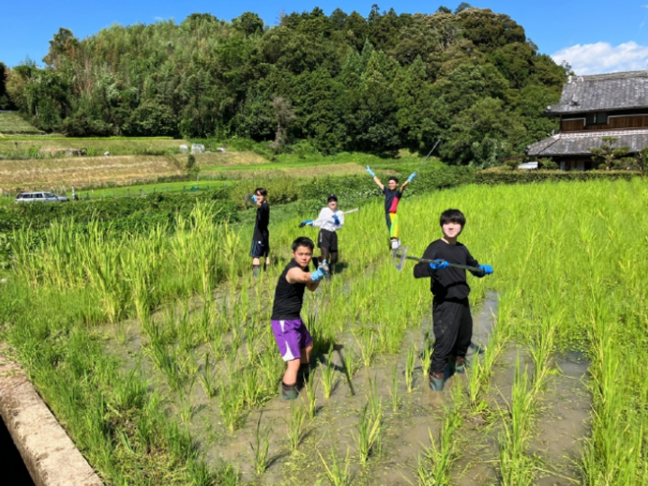 令和5年産 幻のお米 ハツシモ 大阪千早赤坂産 5kg：大阪府産の