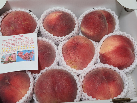 白鳳 夏の桃の定番 ご好評販売中 家庭専用・訳あり 2.8キロ前後 11から