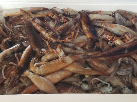 明日20日18時で終了します🙇大漁記念！【生スルメイカ】バラサイズ1箱２.４㎏入