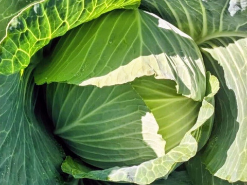 【農薬化学肥料不使用】朝採り！信州伊那谷★旬の野菜セット Mサイズ (金曜発送)