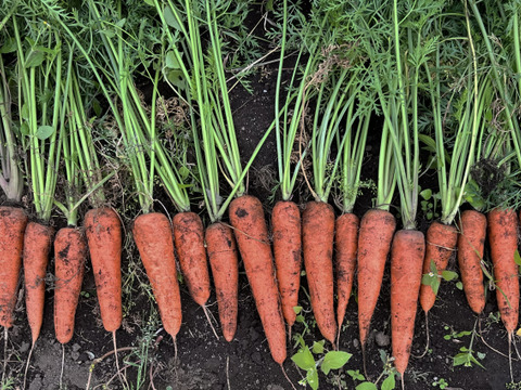 【栽培期間中：農薬・化学肥料不使用の人参使用】人参ドレッシング