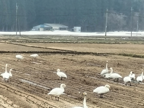 新米〈玄米〉約10kg 秋田のあきたこまち 【令和7年産】【冬ギフト】