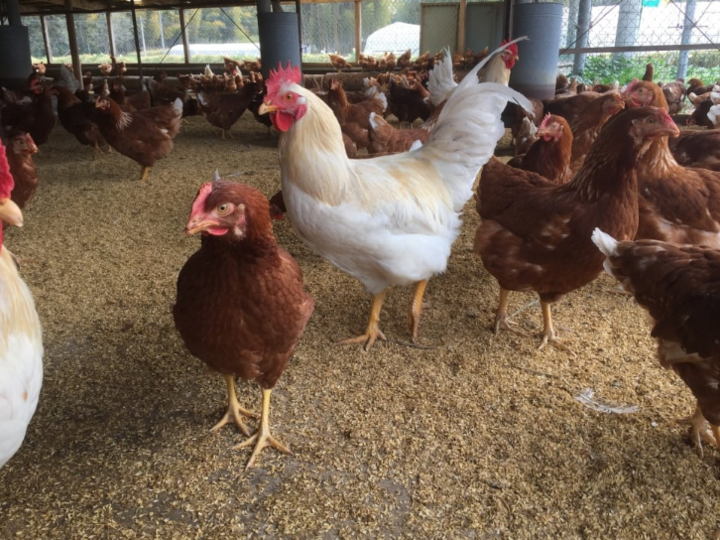 平飼い40個】酵母を与えて育った平飼いたまご40個(元気たまご):栃木県産のその他卵|食べチョク|産地直送(産直)お取り寄せ通販 - 農家・漁師から旬の食材を直送 平飼い40個】酵母を与えて育った平飼いたまご40個(元気たまご):栃木県産のその他卵|食べチョク|産地直送(産直)お取り寄せ通販 - 農家・漁師から旬の食材を直送