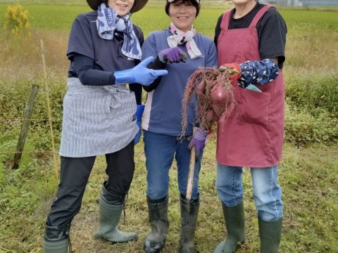 サツマイモ2Kg。皮のキズなど訳アリ品‼️
食べらたホクホク❣️ネットリ甘い品種も❣️除草剤不使用！『シルクスウィート』『紅はるか』『紅あずま』大きさ色々食べ比べ